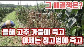 올해 고추 재배 정말 힘들다... 가뭄으로 죽고 바이러스로 죽고 이제 청고병으로 죽어 나가고 있고.... 농…