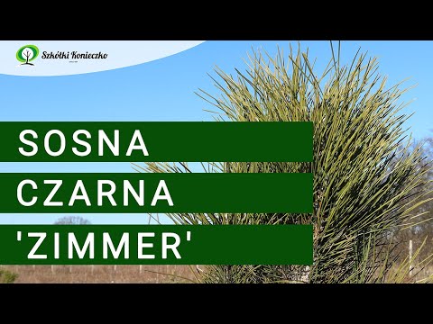 Smukła Sosna Czarna 'Zimmer' - (Pinus nigra 'Zimmer')