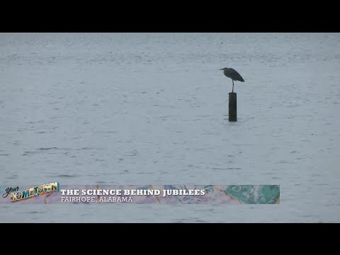 Jubilees in Mobile Bay — why they happen