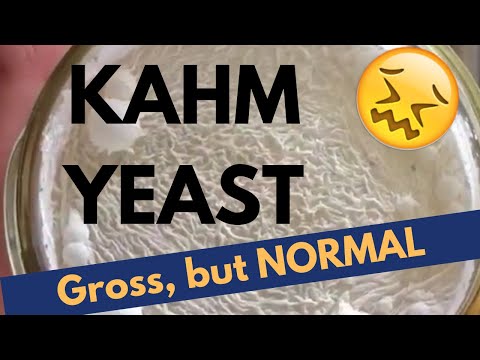 download lagu mp3 mp4 White Fuzzy Mold On Sauerkraut, download lagu White Fuzzy Mold On Sauerkraut gratis, unduh video klip White Fuzzy Mold On Sauerkraut