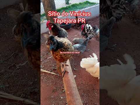 Tapejara PR