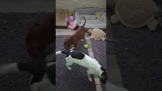 Video preview image #1 Chihuahua-Unknown Mix Puppy For Sale in Wakefield, RI, USA