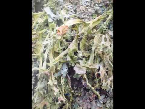 Targhe da vermi per pastori tedeschi Lyambliya parasitize in 1 2