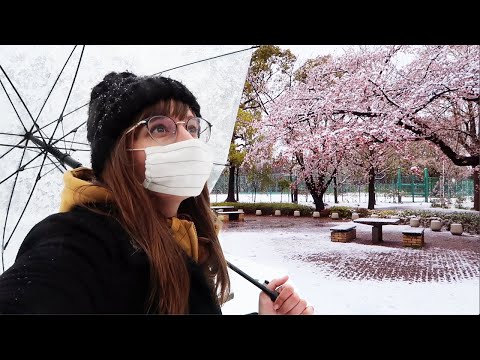 A Day of Sakura and Snow