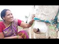 Viral Cow Preparemilking Vlog ️
