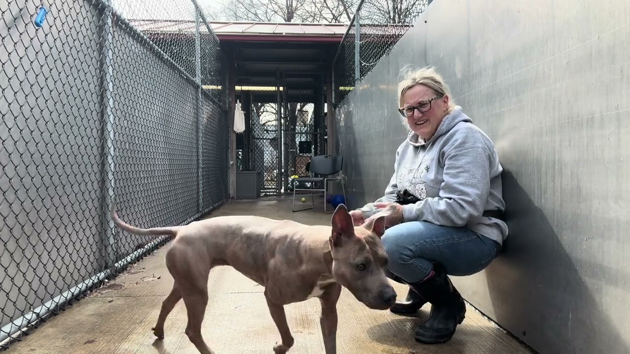 Enlarge Faye, a ADOPTABLE Pit Bull Terrier in Chicago, IL video 5/5