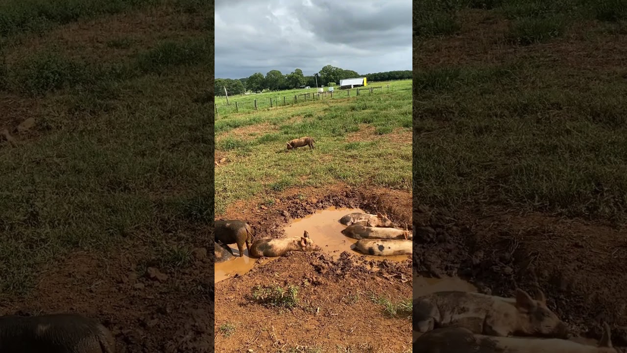 YouTube Short thumbnail