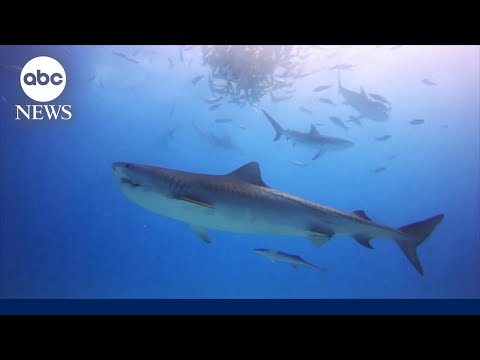 Senate calls for new shark alert system