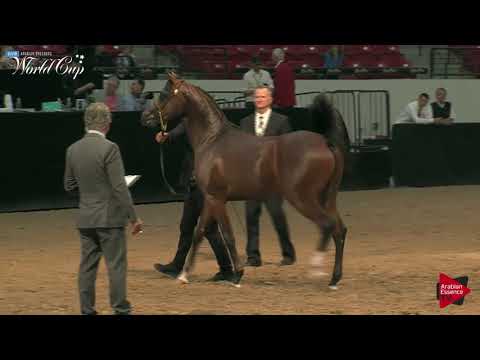 N.233 ASHURR - LAS VEGAS 2019 - Arabian World Cup Junior Colts (Class 122).mp4