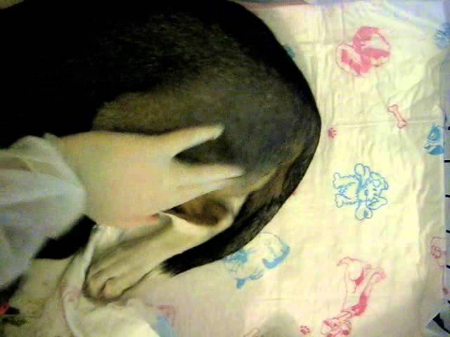 Укол собаке внутримышечно в бедро схема фото на собаке