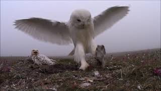 [問卦] 鳥類父親出門打獵沒回來怎摸半