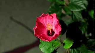 If it's Tuesday this Must Be Belgium-Peter Hamilton Orchestra