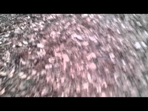 Multisons MTT et belge