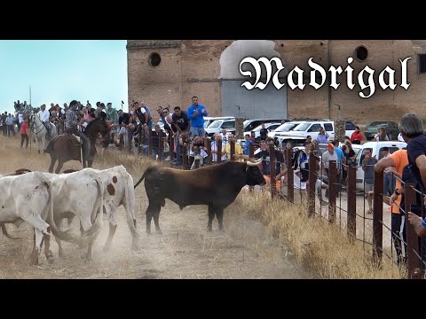 Encierro con Toros Bravos Madrigal 2022