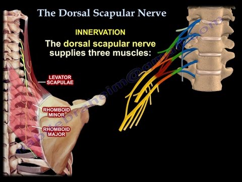 The Dorsal Scapular Nerve - Everything You Need To Know - Dr. Nabil Ebraheim
