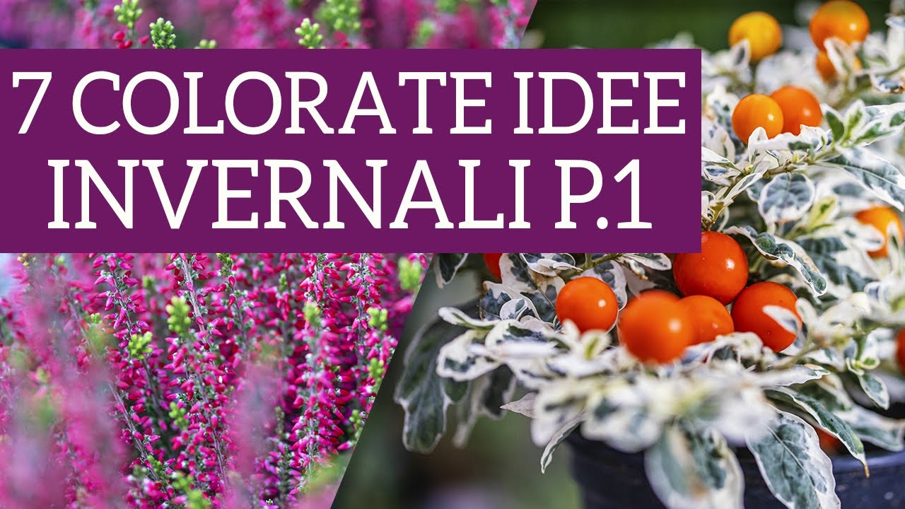 Idee per balcone e giardino durante i mesi freddi! - Parte 1