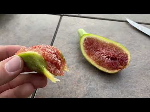 Nordland fig tasting 10/5/2022