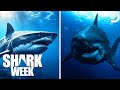Best Moments From Shark Week S Jaws Vs The Meg 2023 Discovery