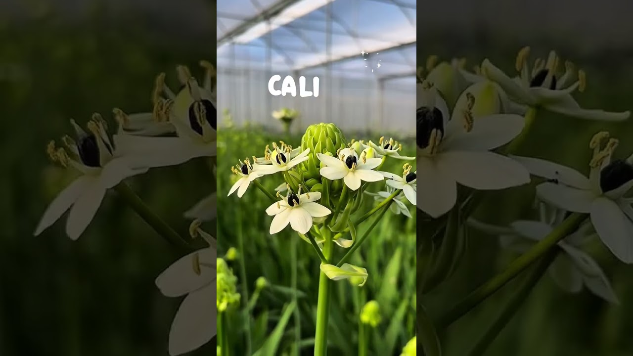 ¿Qué es Chiltepec?