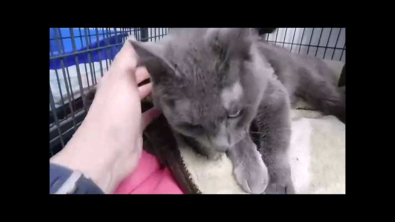 GEORGINA, a ADOPTABLE Domestic Short Hair in Ironwood, MI video 2/2