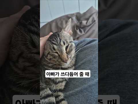 고양이 스담스담 엄마와 아빠차이