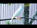 Belgian Canary Tempts All The Canaries To Sing The Most Magical Training