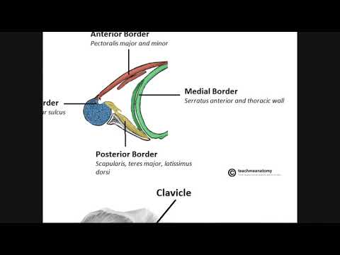 The Axilla | Boundaries and Contents
