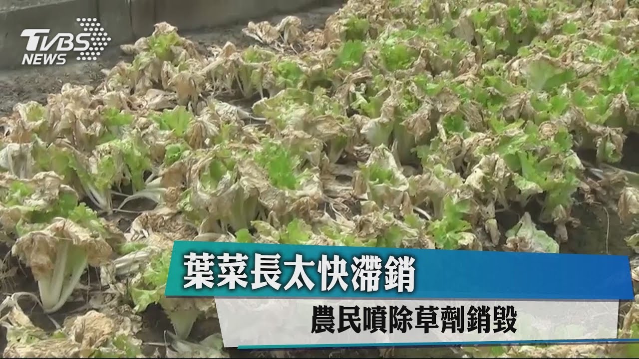 葉菜長太快滯銷　農民噴除草劑銷毀