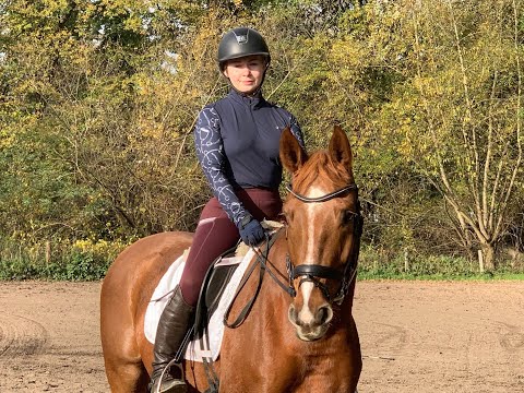 BOMBAY GOLD 3j. v. Best of Gold - Diamo Gold  VB 15.000,- Euro