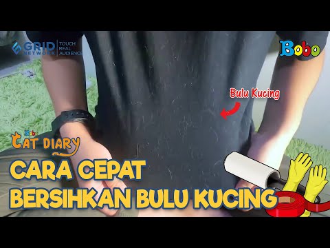 Kucing Lucu - Cara Cepat Bersihkan Bulu Kucing - Bobo Cat Diary Eps 122