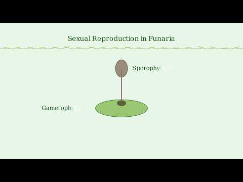 Funaria – Structure, Characteristics, Reproduction - Video