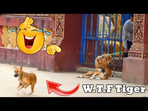 Fake Tiger Prank Vs Sleeping Dog Try Not To Laugh With New Funny Comedy Video 2021