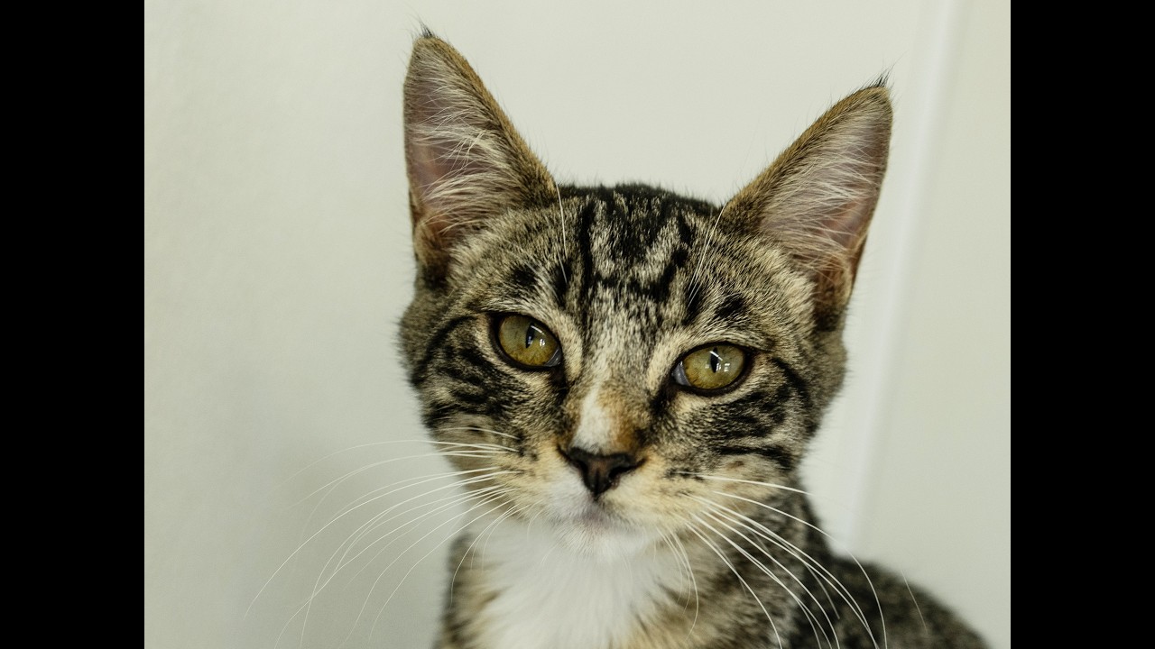Enlarge Merle, a Adoptable mixed breed in Monroe, WA video 6/6