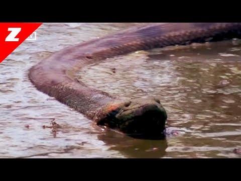férgek, hogyan lehet megtudni, mi ezek
