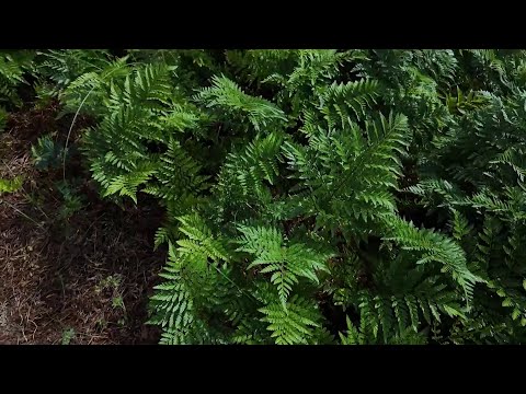 Florida Trend Video Pick - Video