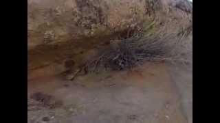 preview picture of video 'Rattlesnakes in Spring Canyon, Bluff, UT 2013-08-23'