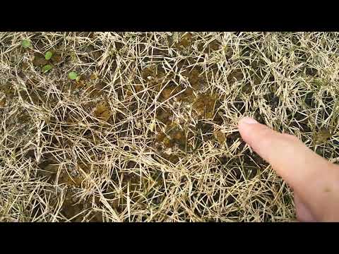 芝生のコケとの戦いに成功する トピックス