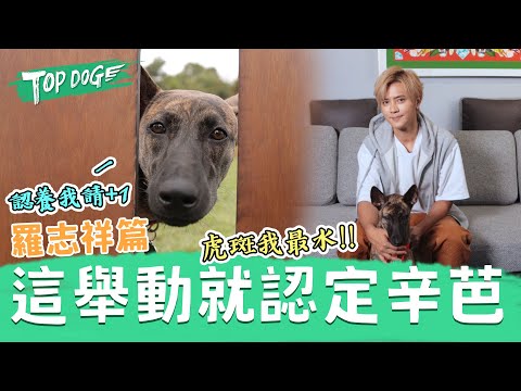 TOP DOG回家