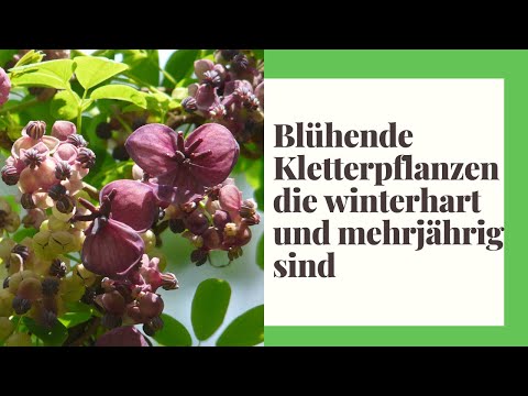 , title : '13 Blühende Kletterpflanzen, die winterhart und mehrjährig sind'