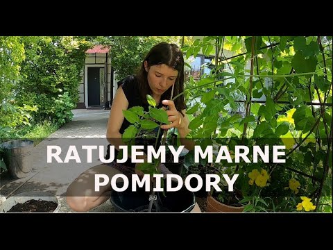 🍅 Jak uratować wątłe POMIDORY ? 🍅 Co posadzić pod pomidorami?