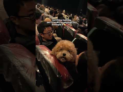 #zootopia #petfriendly #cinema #wholesomemoments #viralmoment #funnyanimals #dogs #dogshorts #fyp #f