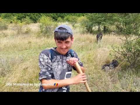 Cioban în vârstă 19 ani la oi in Maramureş