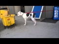 Wiggles