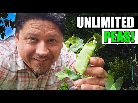 How To Grow An Onion From An Onion Bottom 2019