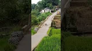 Download lagu bikin ngiri orang kota || suasana pedesaan yang asri#suasanapedesaan #shorts #short #kecapisuling mp3