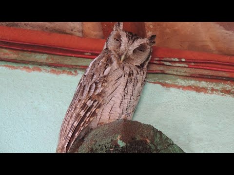 Coruja selvagem dentro de casa, qual o nome dessa espécie?