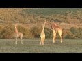 Making Unforgettable Family Memories At Shamwari Game Reserve