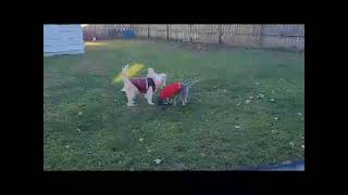 Video preview image #1 Mutt Puppy For Sale in Westmont, IL, USA