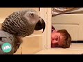 Parrot Hates Every Man On The Planet But This Guy Breaks Through Cuddle Buddies
