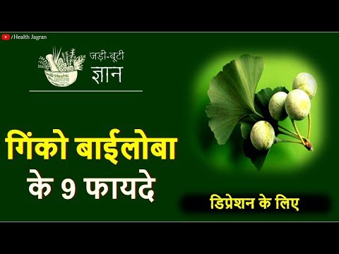 Ginkgo biloba powder, packaging type: carton box, packaging ...